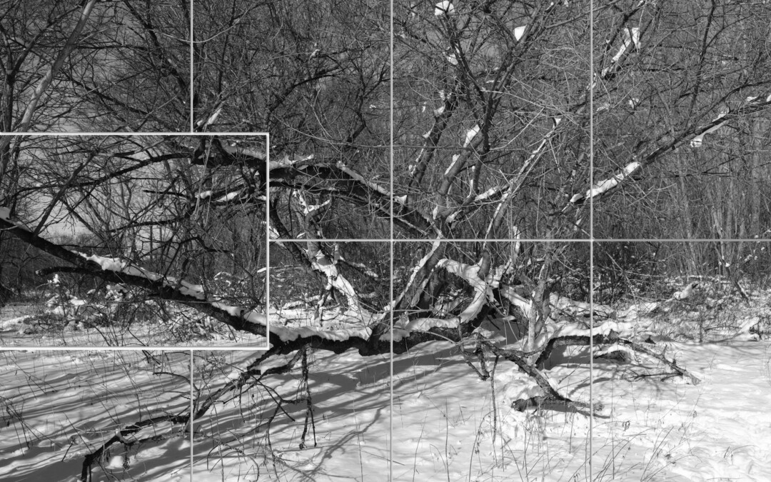 Branch