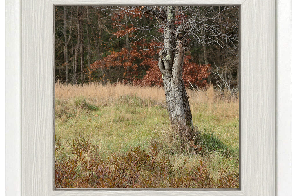 The Orchard