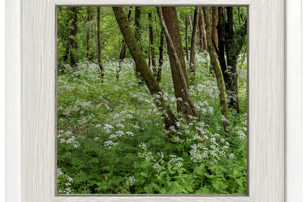 Encroaching Meadow