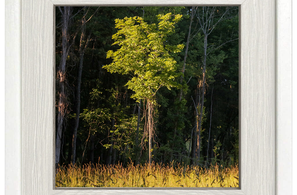 Golden Hour Tree