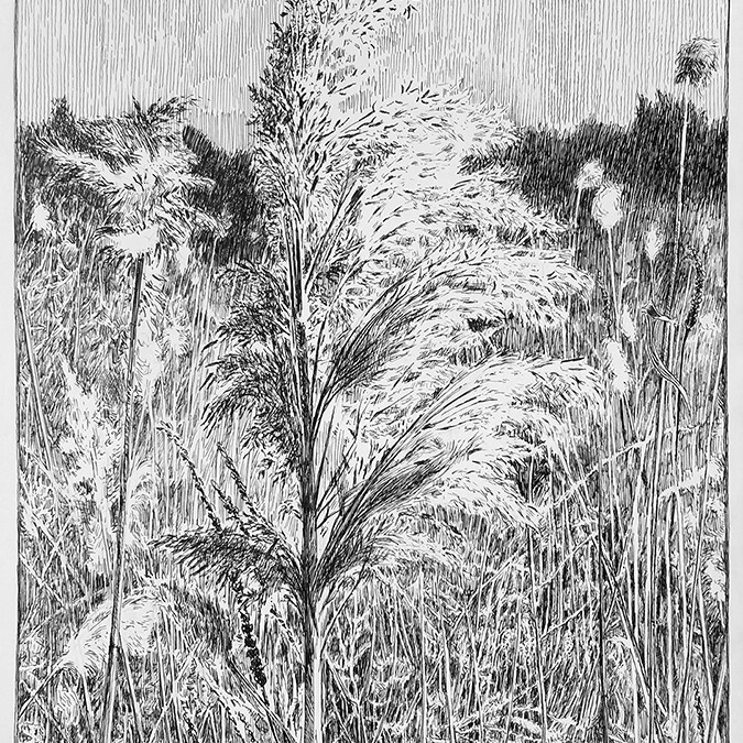 Phragmites Plume