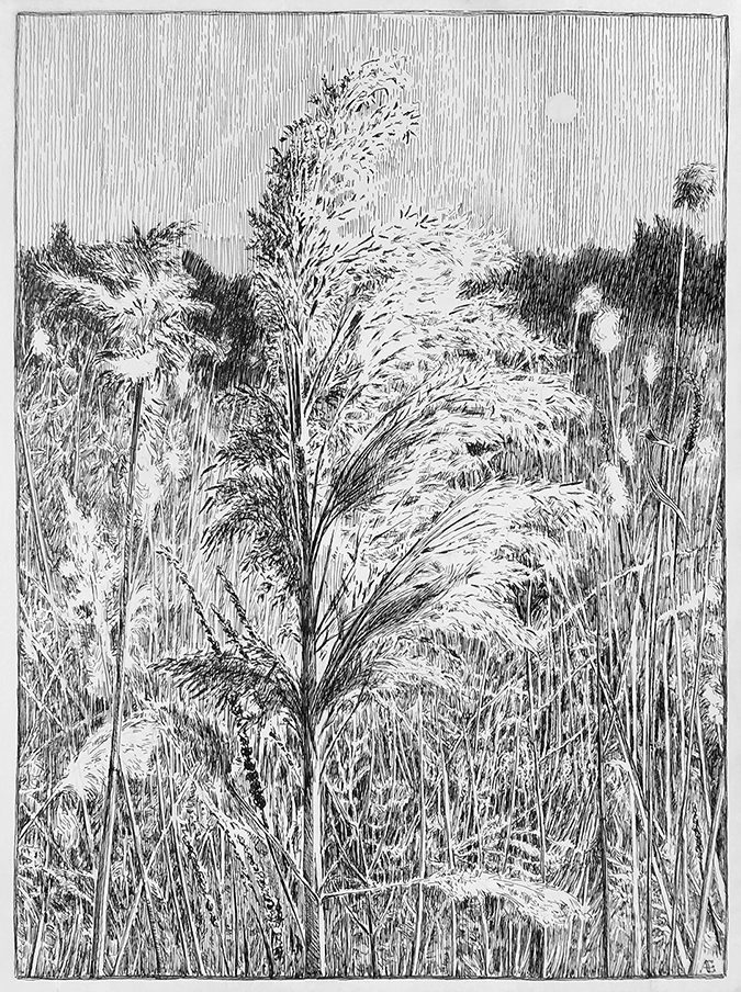 Phragmites Plume