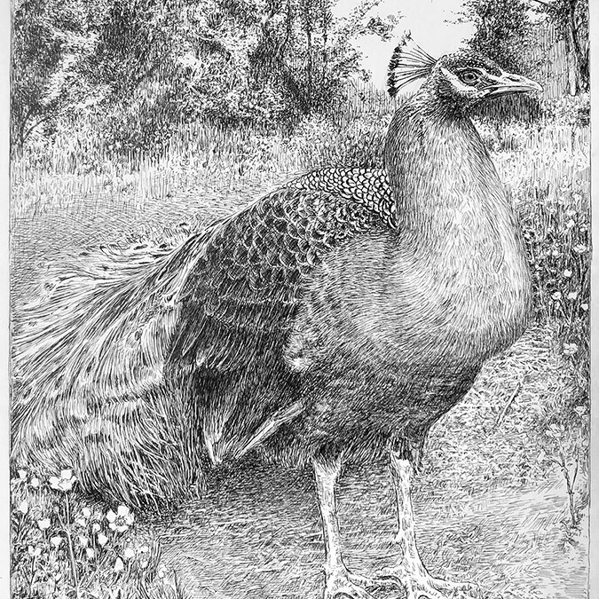 Peacock and Buttercups