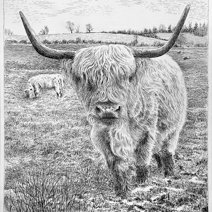 Highland Coos