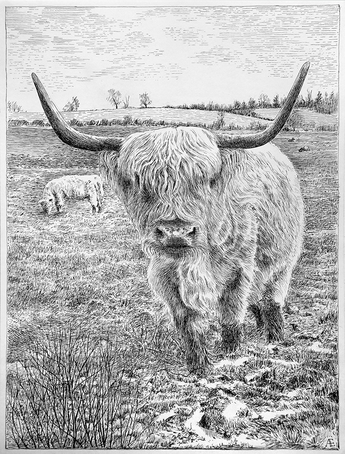 highland coos ink drawing by Andreas Engel