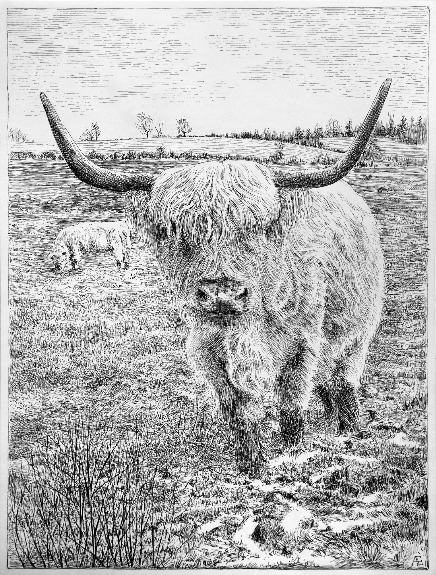 Detailed ink drawing of highland coos by Andreas Engel (Æ).