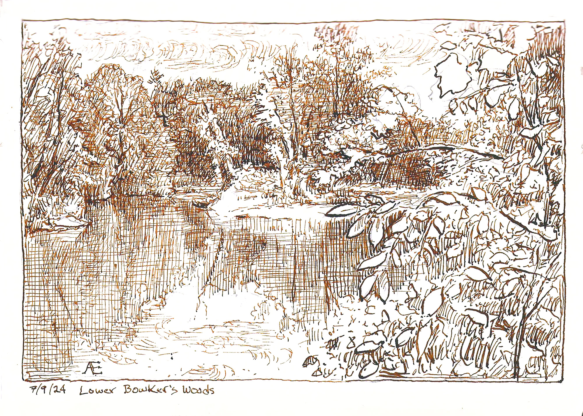 Azalea bumblebees ink drawing by artist Andreas Engel